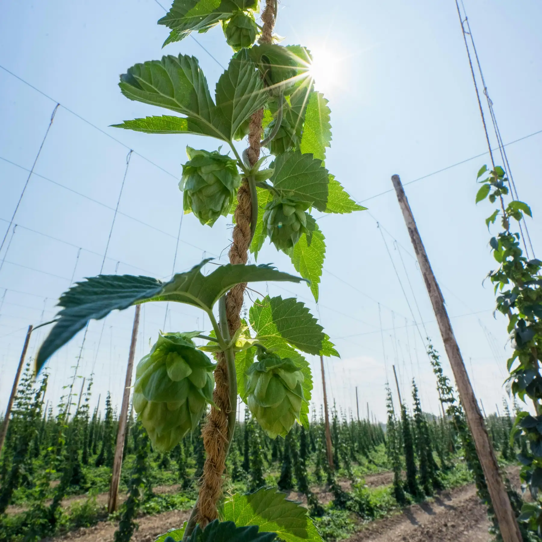 Reliable & Timely Delivery